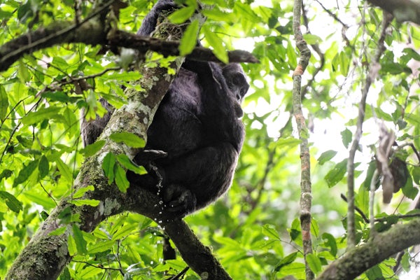 Simpanse buang air kecil di pohon