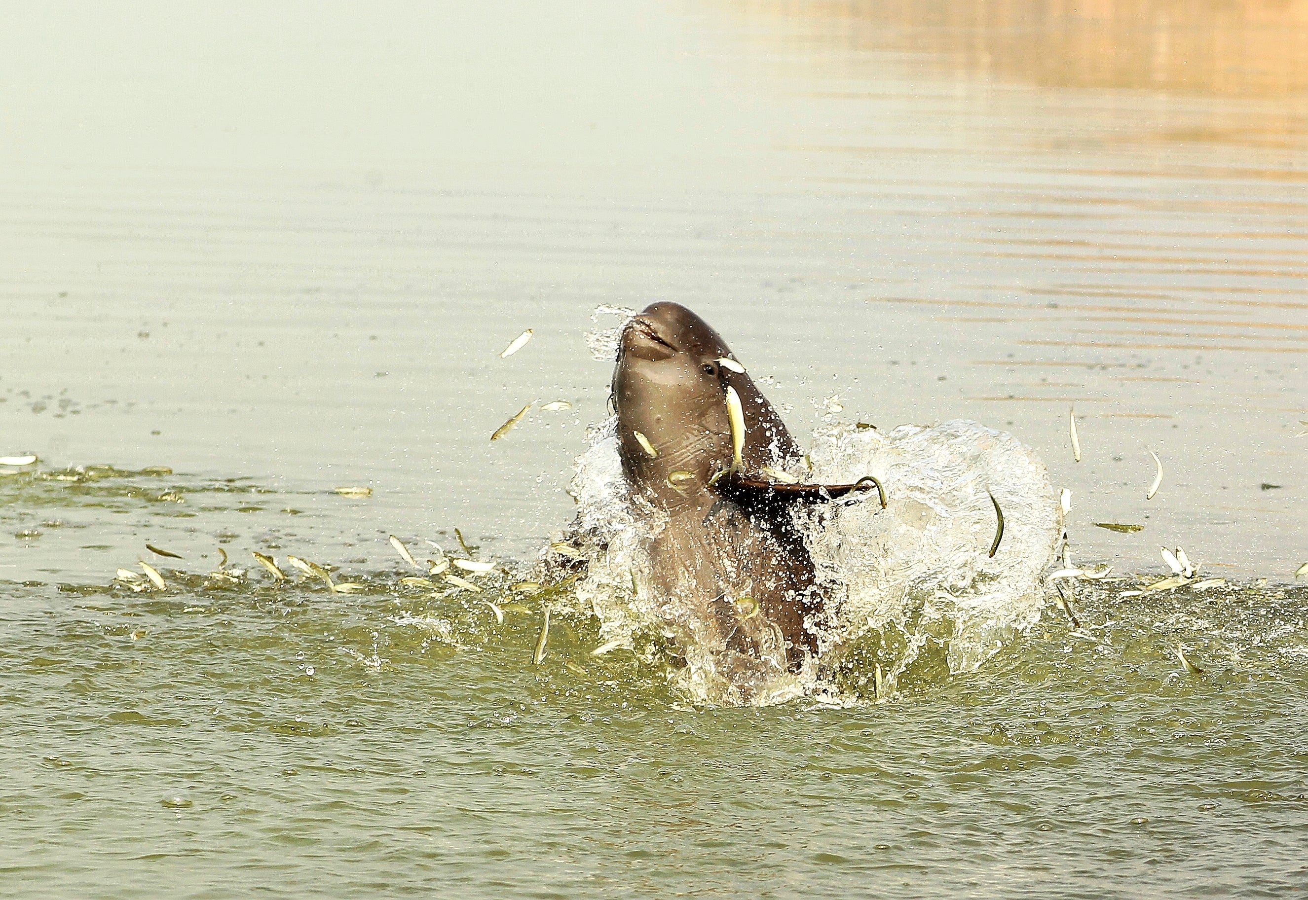 A photo of a Yangtze finless porpoise hunting in Poyang Lake