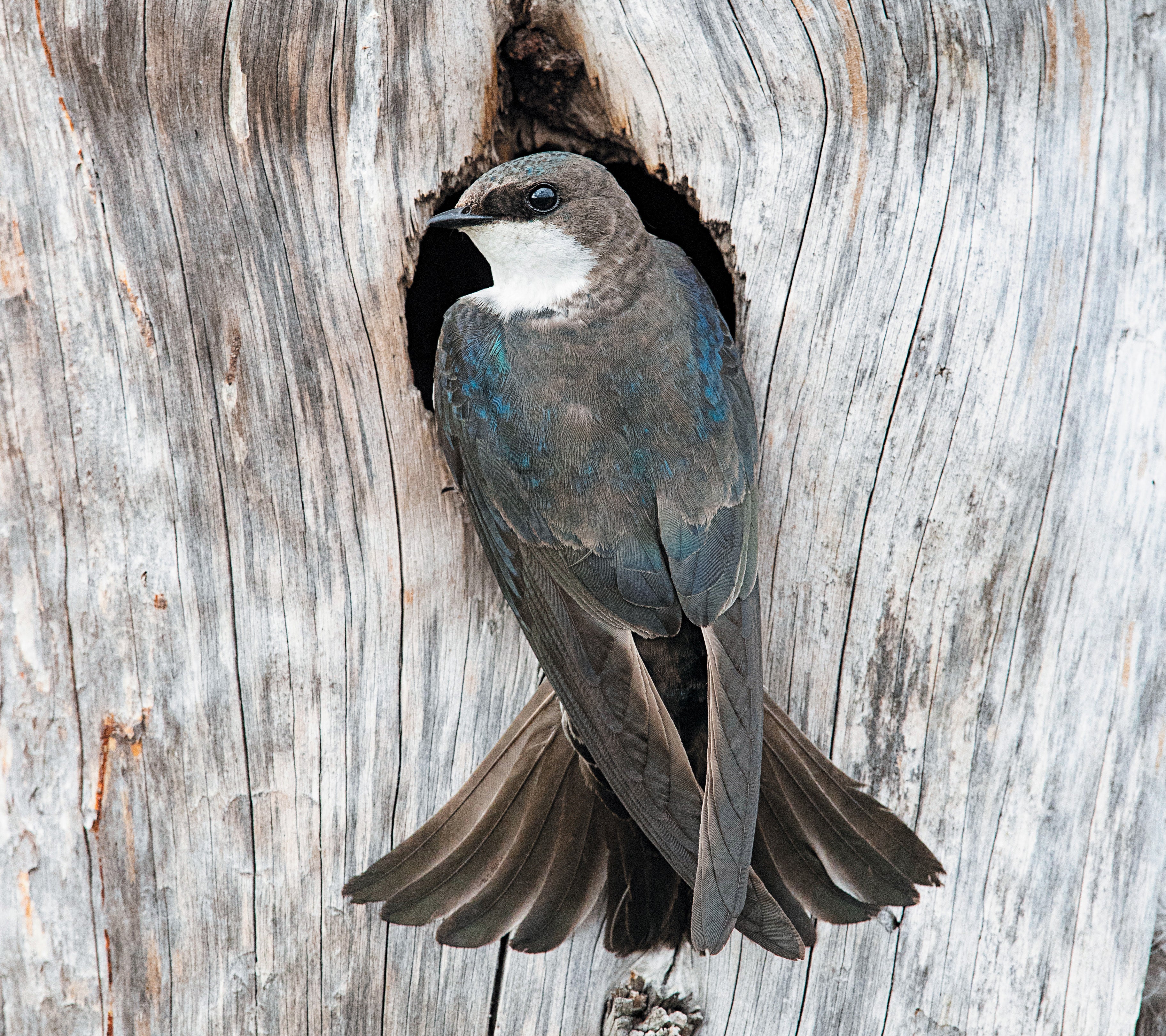 A tree swallow sitting in a hole in a tree