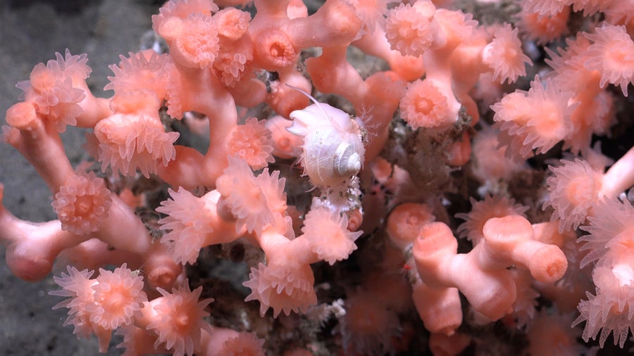 تُظهر هذه الصورة مخلوقًا على شكل صدفة وردي فاتح مختبئًا داخل المرجان الوردي.