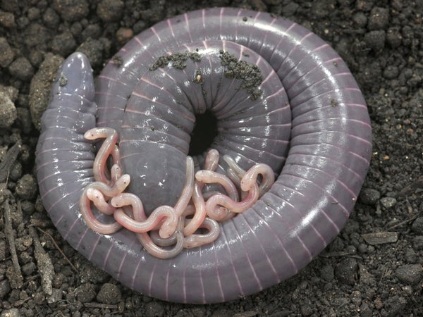 Coiled purple worm-like amphibian with babies on top