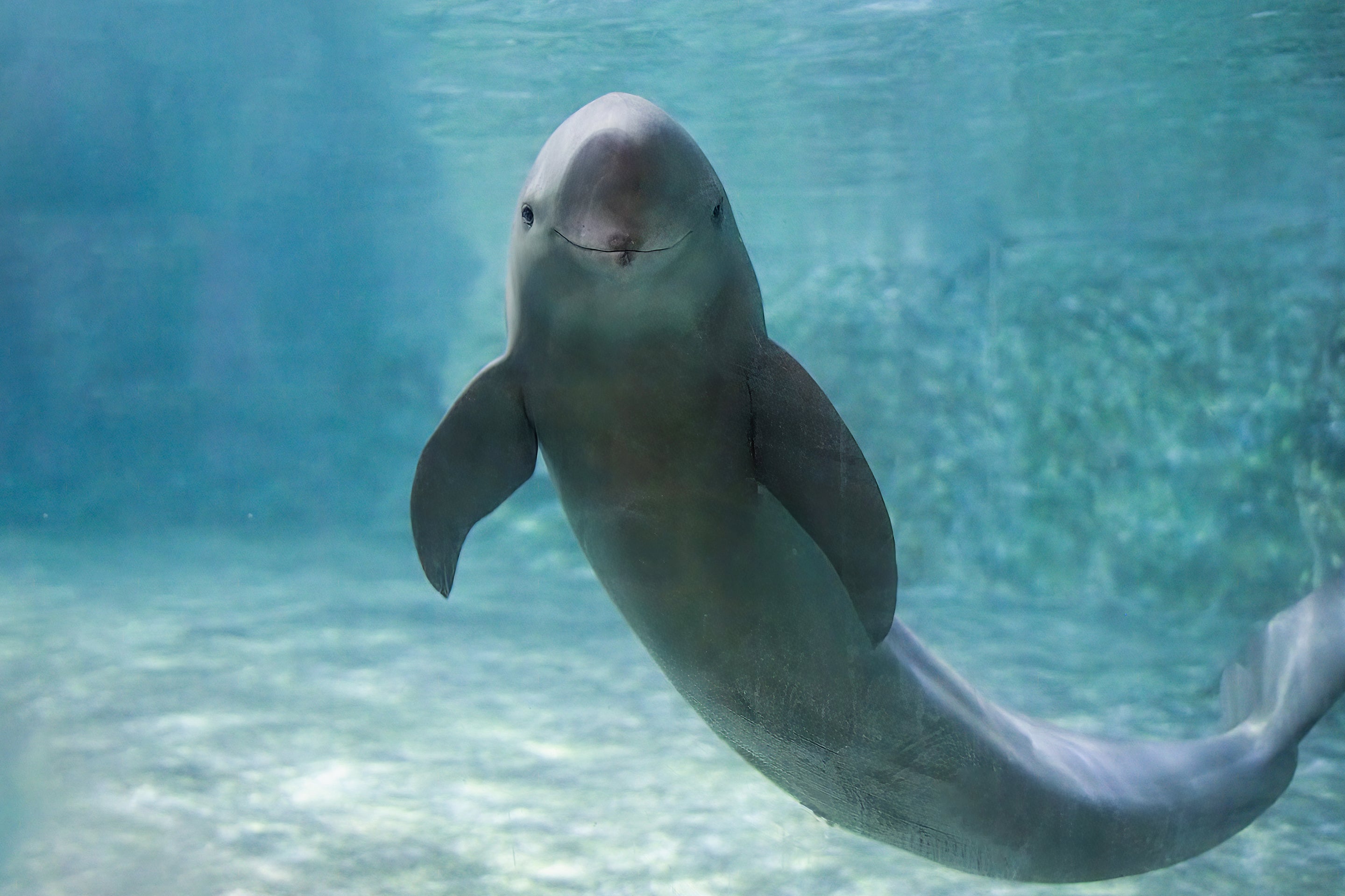 A Yangtze finless porpoise looks directly at the camera through the glass at an aquarium in China