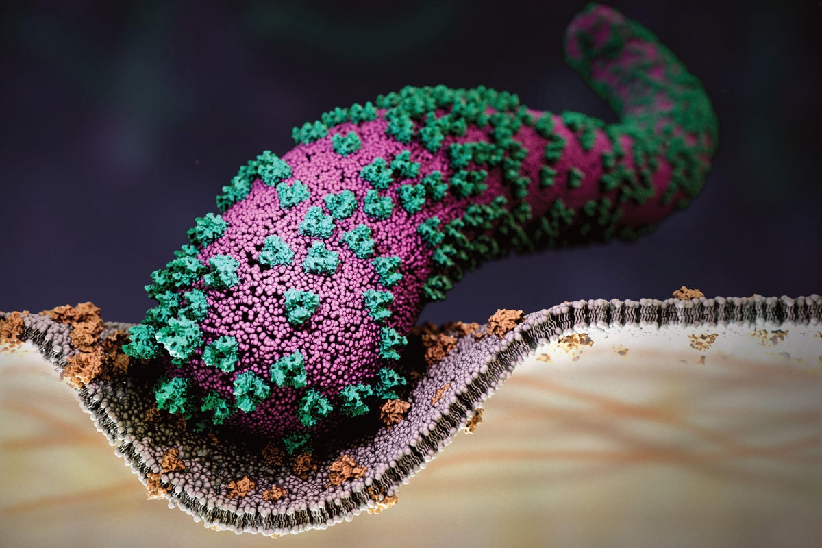 Illustration of a Marburg virus entering a eukaryote cell via endocytosed vesicles