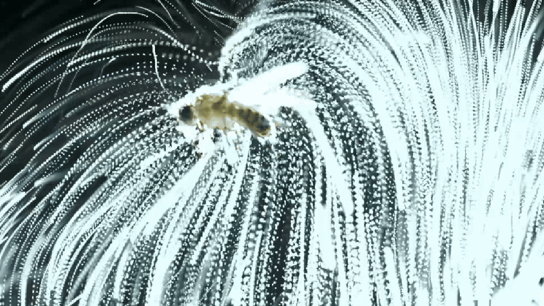 Multiple flow lines of particles moving into a suspended fly