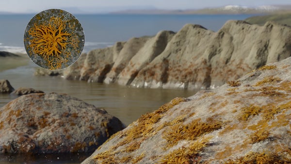 An orange, branching lichen is seen in an inset circle over a scene showing water next to cliffs also covered in the orange lichen