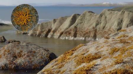 An orange, branching lichen is seen in an inset circle over a scene showing water next to cliffs also covered in the orange lichen