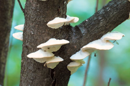 Postia stiptica parasite mushrooms, close up shot