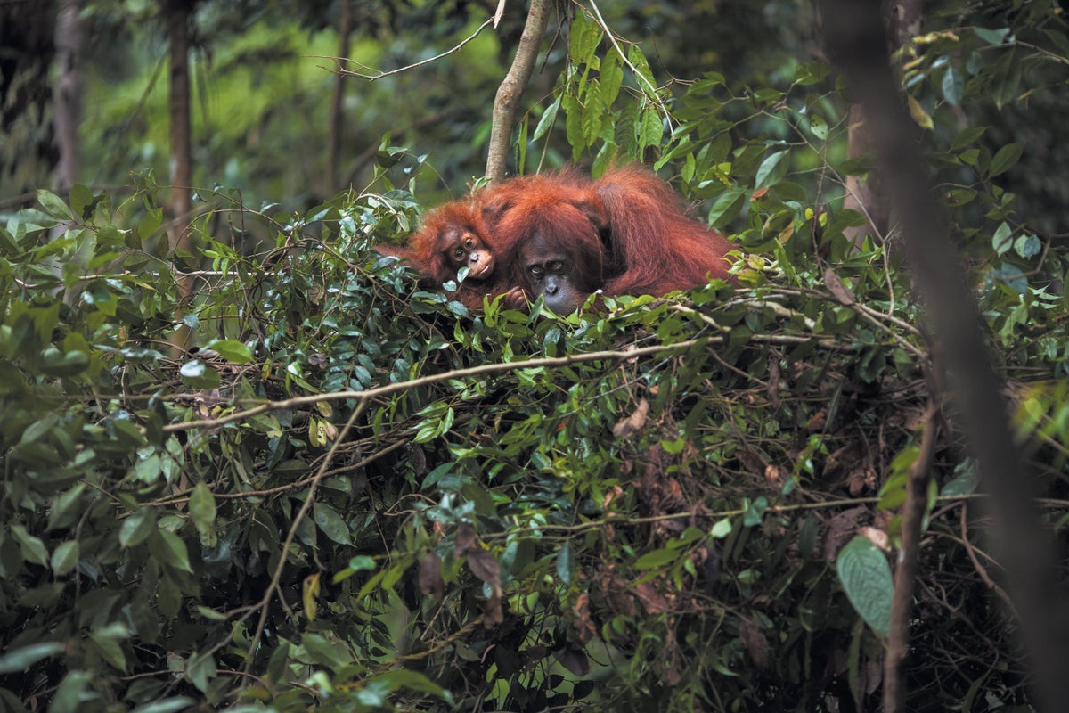 How Baby Orangutans Become Master Treehouse Architects