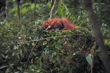 Adult and Juvelille orangutan shown in a day nest.
