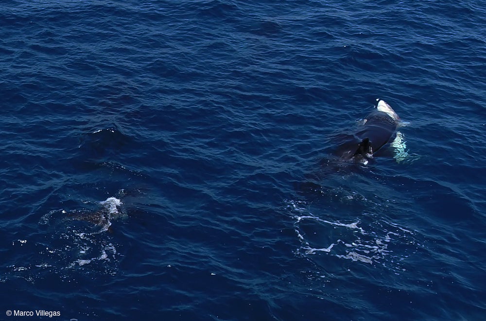 En el lado derecho de la foto, una orca negra se zambulle en el vientre hacia arriba de un gran tiburón blanco juvenil.