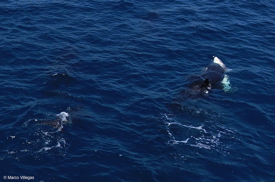On the right side of the photo a black orca is diving into the upturned belly of a juvenile great white shark