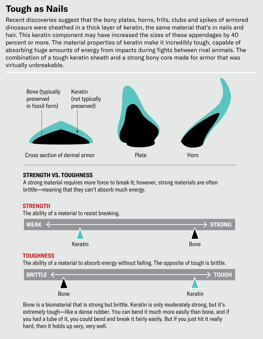 Series of schematics show that a keratin component may have increased the size of dinosaur dermal armor, plates and horns by 40 percent or more