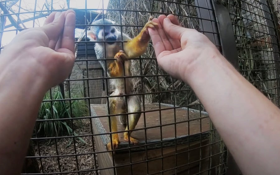 A monkey in a cage grabs the fingers of a person’s hand outside the cage.