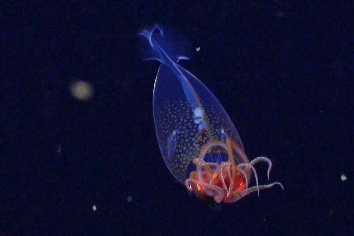 Baby colossal squid with a clear, spotted dome, a glowing red undercarriage and pinkish tentacles against the black of the deep ocean