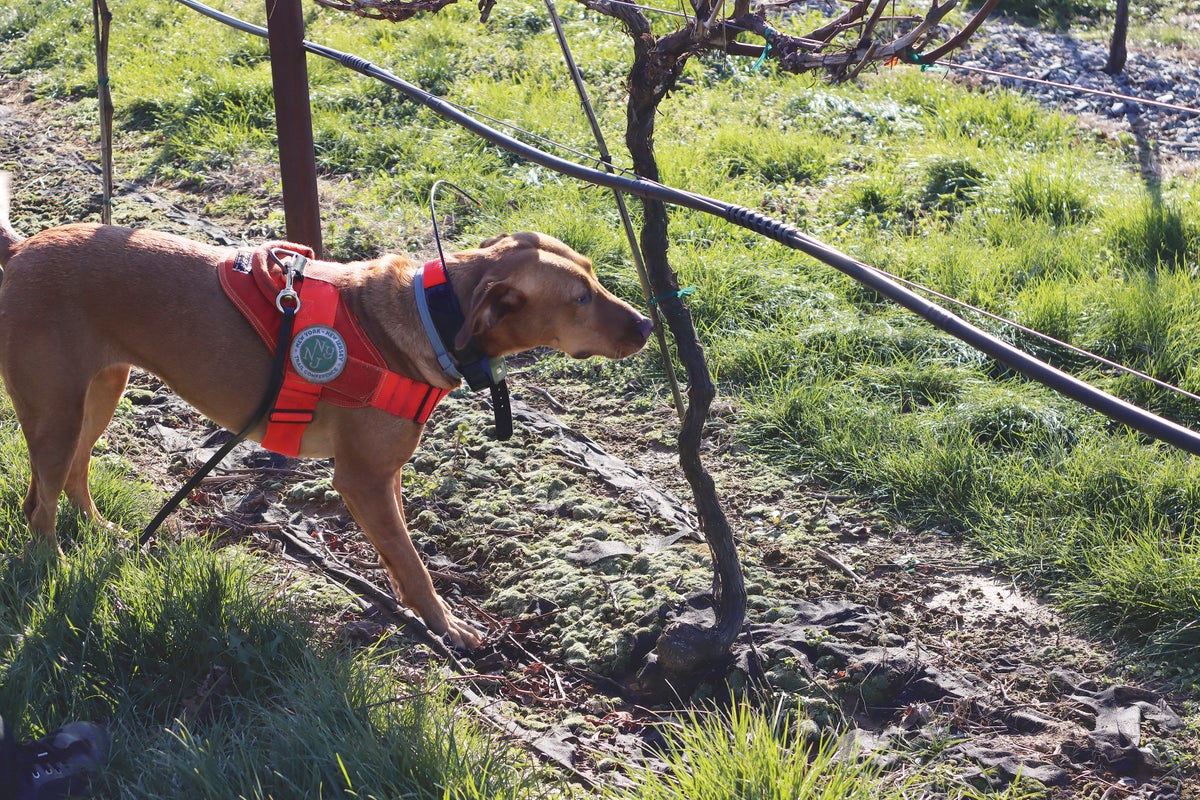 These Dogs Can Sniff Out Invasive Species before It’s Too Late