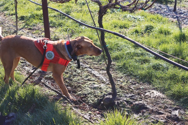 Dog in the plant sniffing orchard