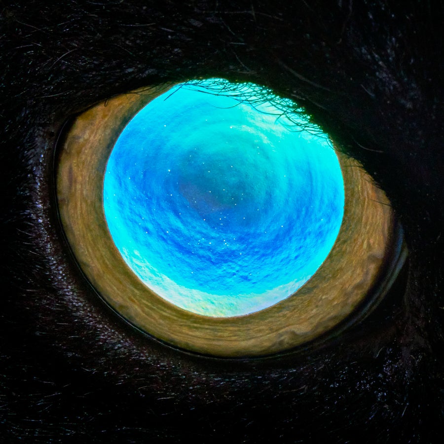 A cat's pupil glows blue, surrounded by a golden iris and black eyelashes