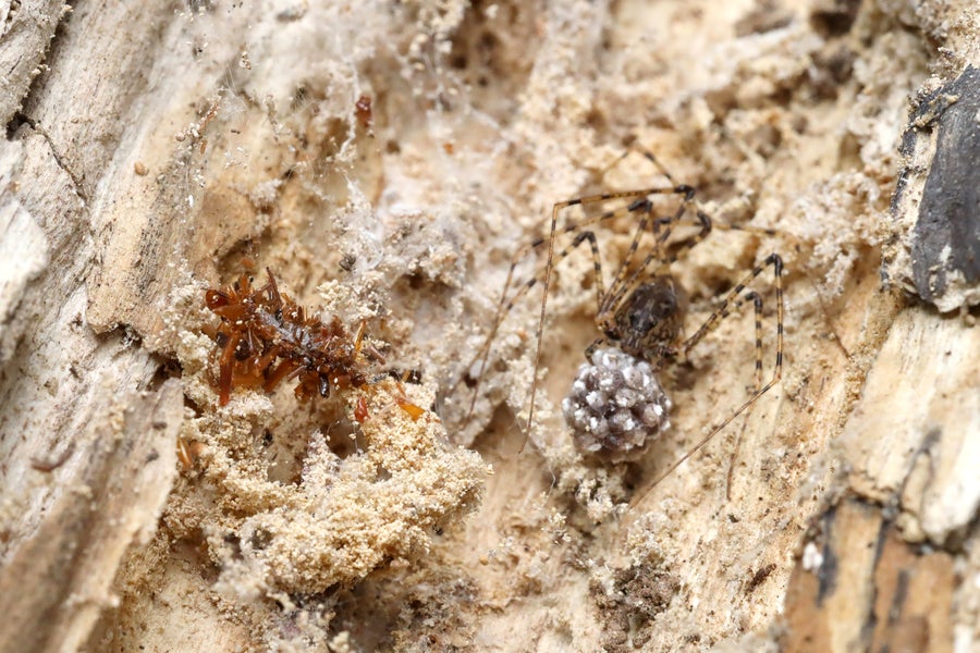 Bone collector larva in web next to spider