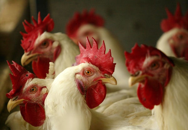 Chickens are seen sitting in their cages at a poultry farm