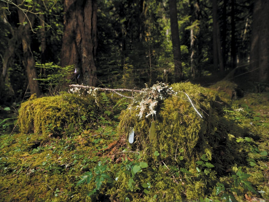 a log with a tag