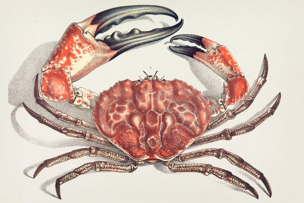 John James Wild illustration of Tasmanian Giant Crab, Pseudocarcinus gigas
