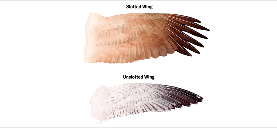 Two illustrations show the difference between a slotted wing and an unslotted wing. In the slotted wing, negative space is visible between feathers at the tip. The unslotted wing does not include negative space.