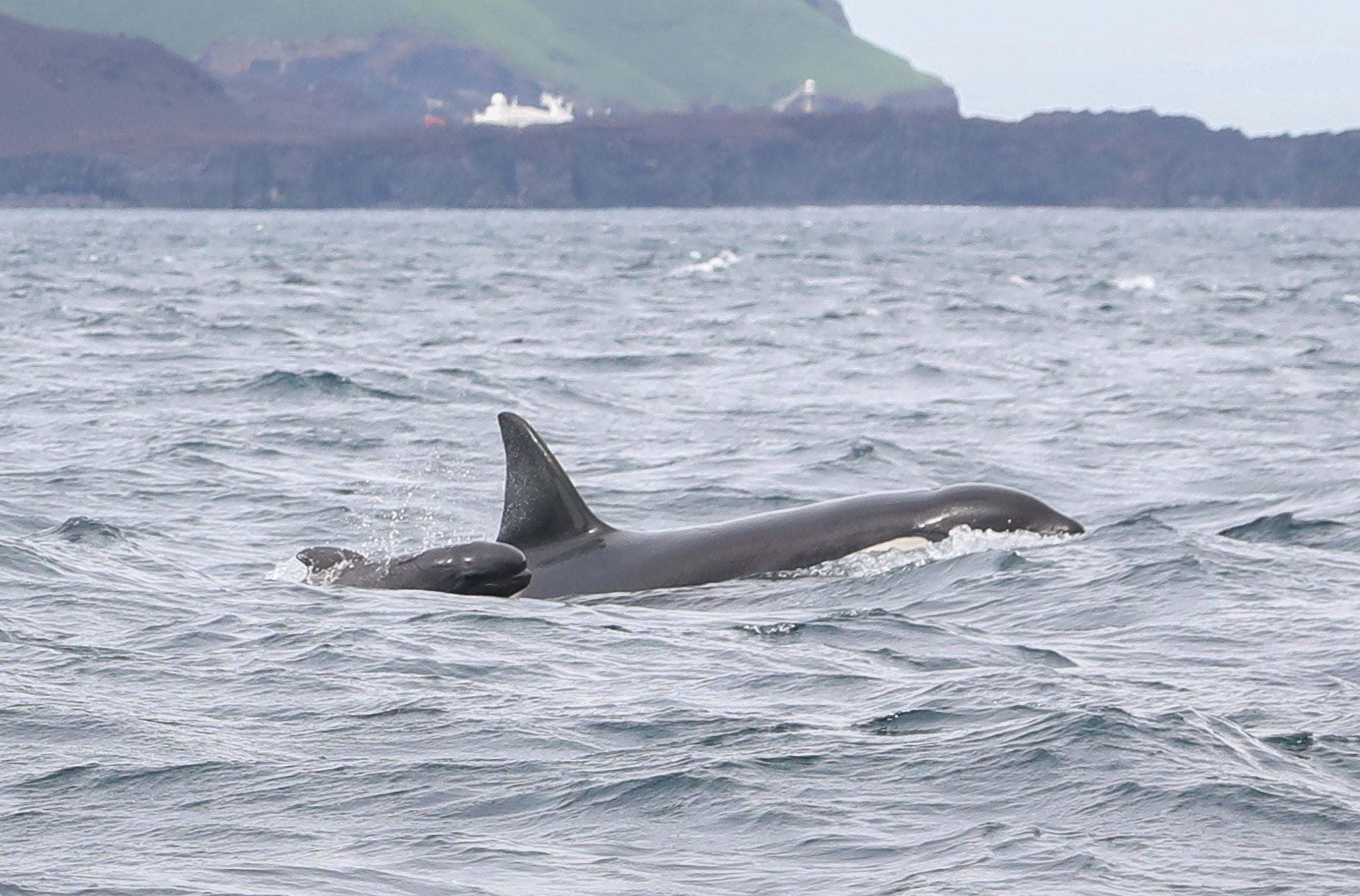 Baby pilot whale swims next to orca whale