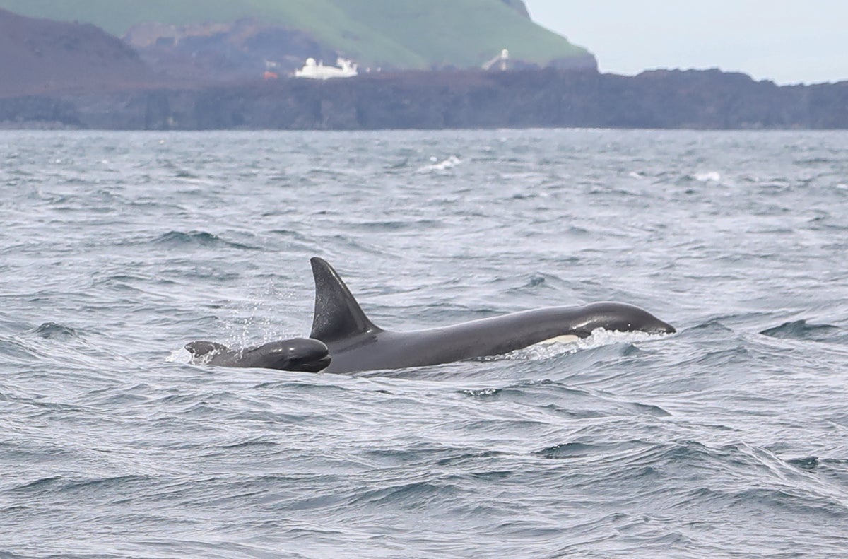 Iceland’s Orca Pods Mysteriously Include Baby Pilot Whales