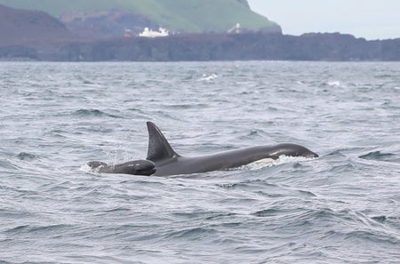 Baby pilot whale swims next to orca whale