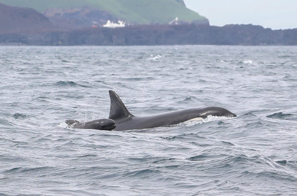 Baby pilot whale swims next to orca whale