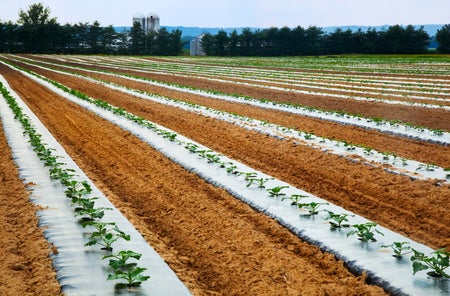 Oblique rows of young zucchini plants on black plastic on a farm with silos, trees and blue sky in the background