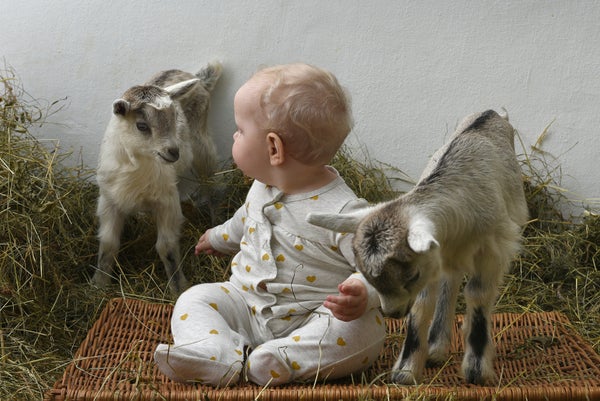 A baby sits on a woven mat surrounded by hay look back away from the camera while playing with two juvenile goats