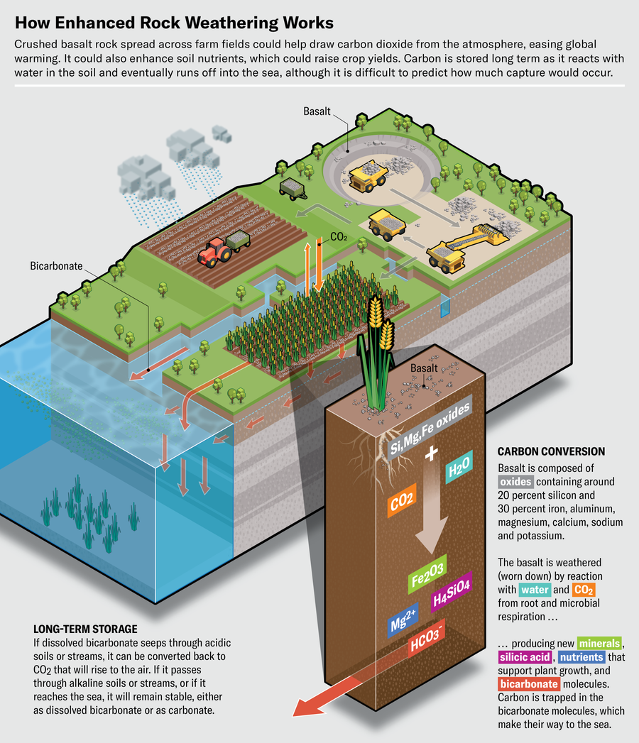 Schematic shows how enhanced rock weathering works. Crushed basalt on agricultural land is worn down by reaction with water and CO2 from root and microbial respiration, producing new minerals, silicic acid, nutrients that support plant growth, and  bicarbonate molecules. Carbon is trapped in the bicarbonate molecules, which make their way to the sea.