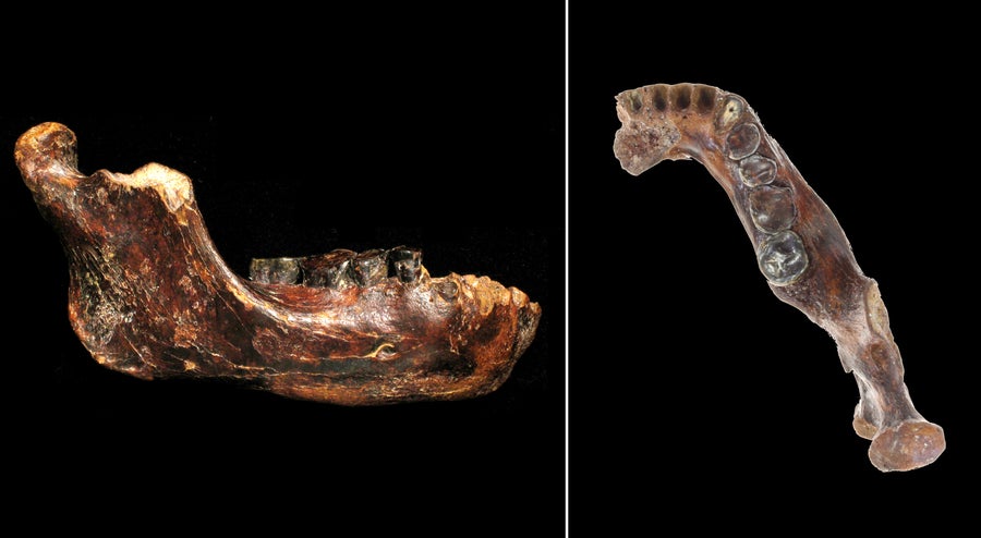 Photos of Penghu 1 mandible viewed from right side (l) and top (r)