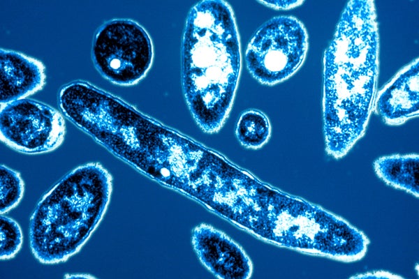Blue color-enhanced transmission electron micrograph (TEM) of Legionnaire's disease (Legionella pheumophia)
