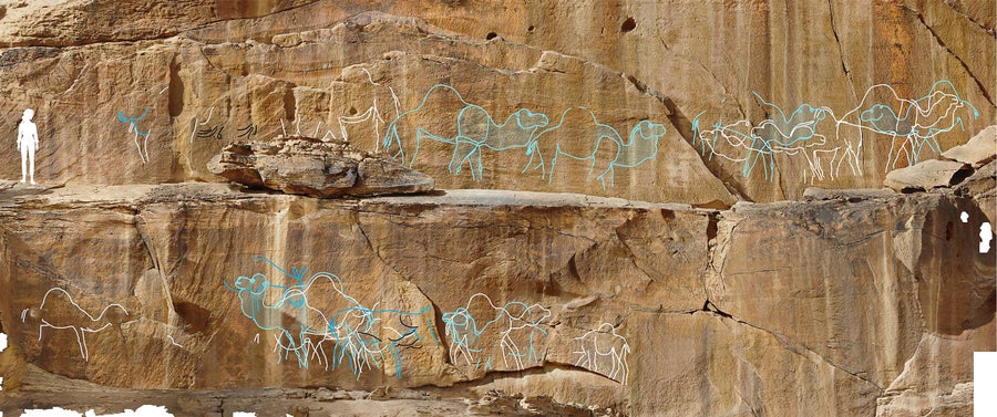 Composite drone photograph of the large panel at Jebel Misma (JMI 18) with an outline of a person superimposed for scale. Engravings traced to show 19 life-sized camels and 3 equids. Naturalistic animals belonging to the middle phase traced in white. More stylised and standardized depictions of the later phase traced in blue. Unidentified lines traced in black. White traced camels: 1.7-1.9 m length, blue camels: 2.15-2.6 m length. A human figure was added on the far left for scale (1.7 m)