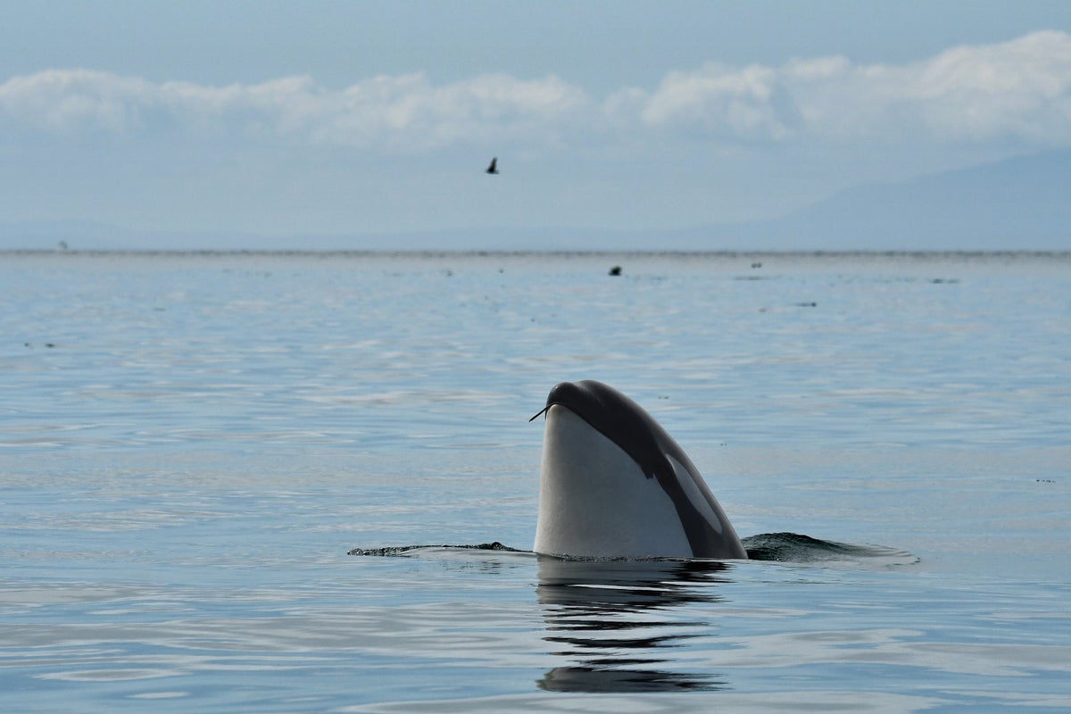 Orcas’ Social Skin-Care Routine Uses Kelp as a Tool