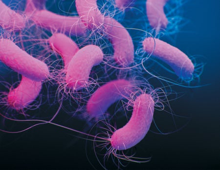 Close up image of pink bacteria