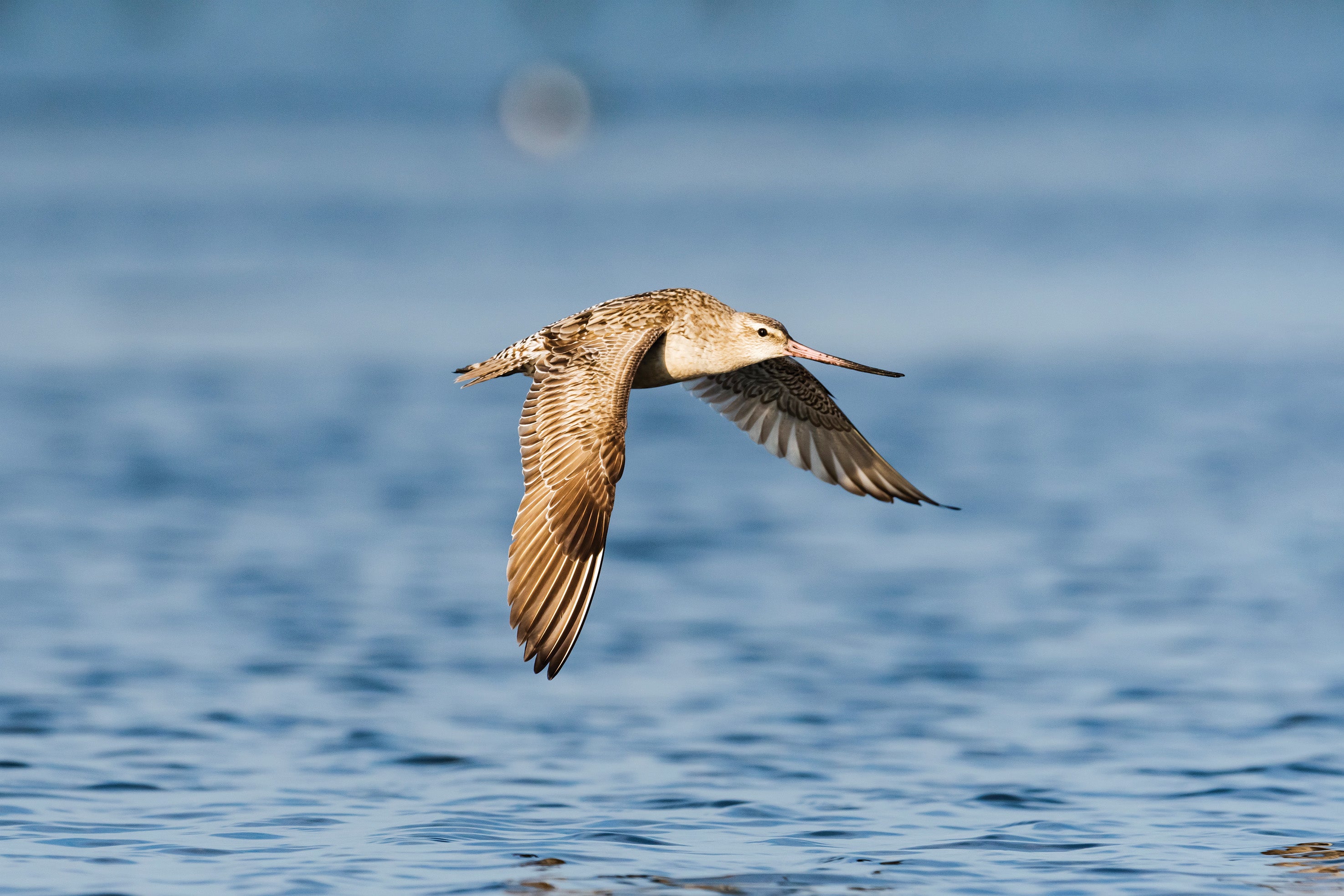 A brown bird flying over water.