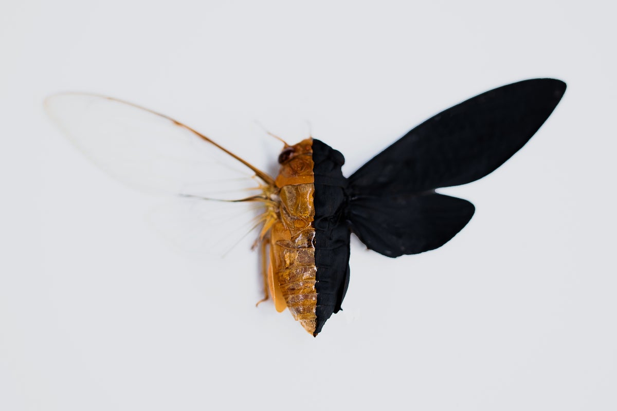 A simulation of Van­ta­black on a cicada, with one side painted very deeply black