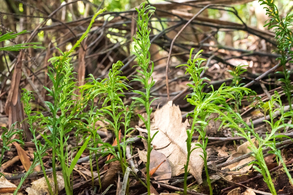 World’s Largest Known Genome Discovered in Small, Unassuming Fern