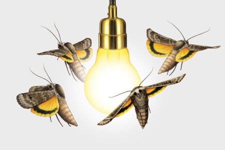 Illustration shows moths flying around a lightbulb, with their backs facing the light.