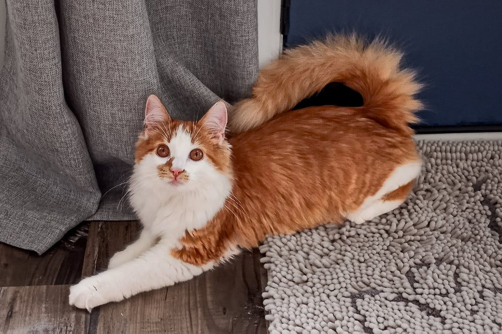 Gato de pelo largo naranja y blanco con cola tipo spitz