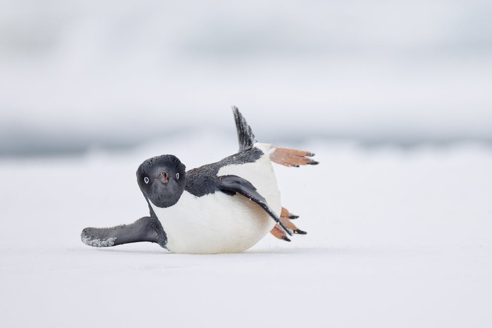 Pingüino deslizándose sobre el hielo, con los apéndices extendidos al azar