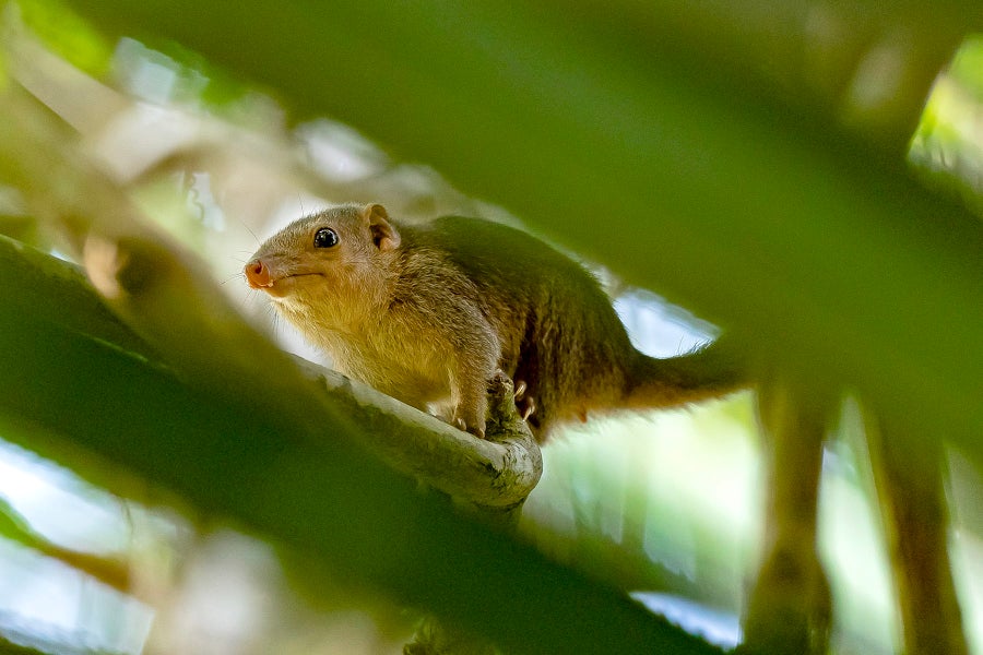 A small rodent on tree branch.