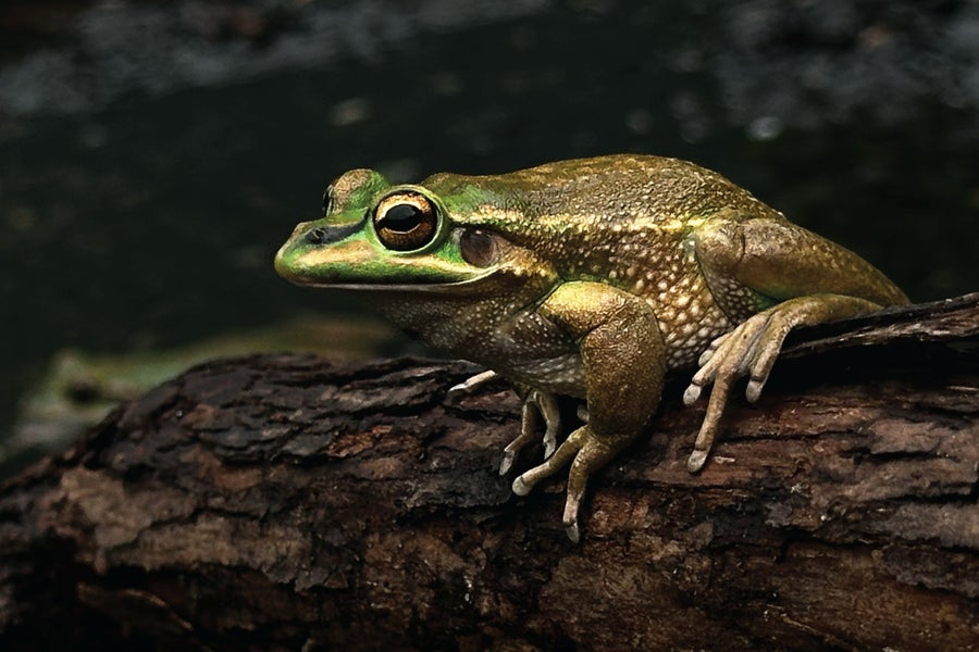 Seekor katak lonceng hijau dan emas duduk di atas batang kayu