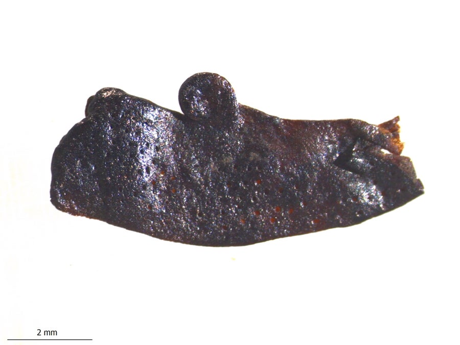 A dark brown, shiny fossil roughly in the shape of a mitten with the "thumb" pointing up
