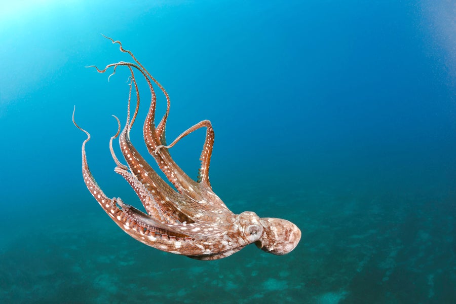 https://static.scientificamerican.com/dam/m/497b698db4fb9ea9/original/Day-octopus-Octopus-cyanea-in-mid-water-Hawaii.jpg?m=1735054313.459&w=900