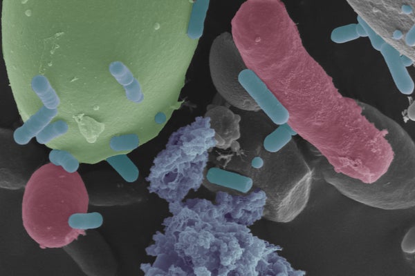 Sourdough under the microscope reveals microbes cultivated over generations in green, red and purple shapes.