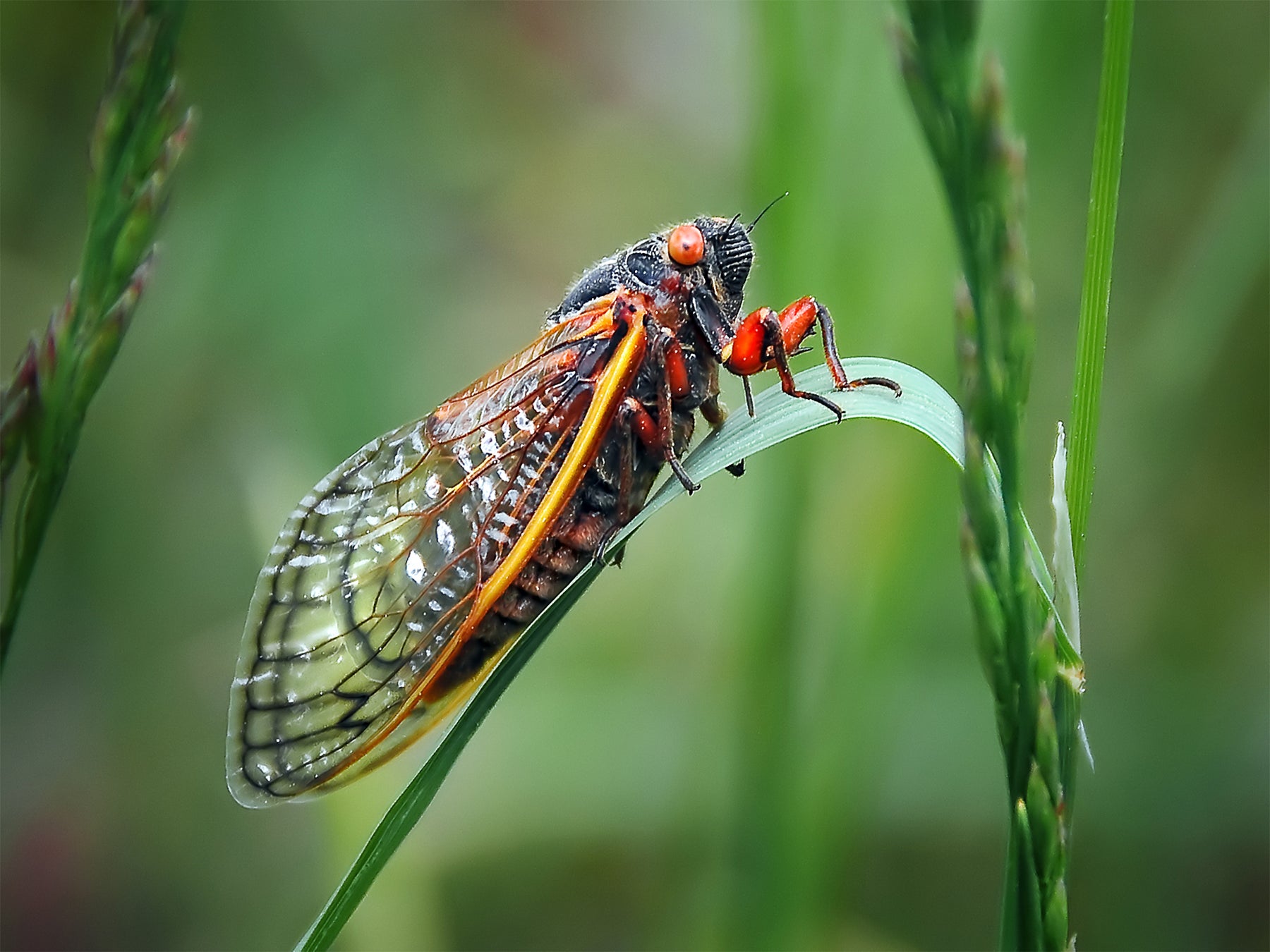 Adult periodical cicada sitting on a blade of grass